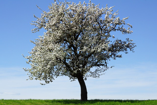 Jabloň