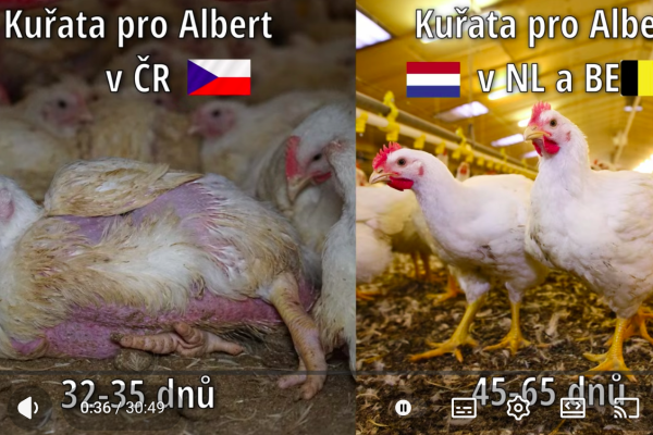 **Frankensteinova kuřata pro Čechy, kvalita pro Západ. Dokdy si necháme líbit tohle pohrdání?**