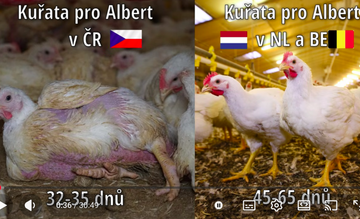 **Frankensteinova kuřata pro Čechy, kvalita pro Západ. Dokdy si necháme líbit tohle pohrdání?**